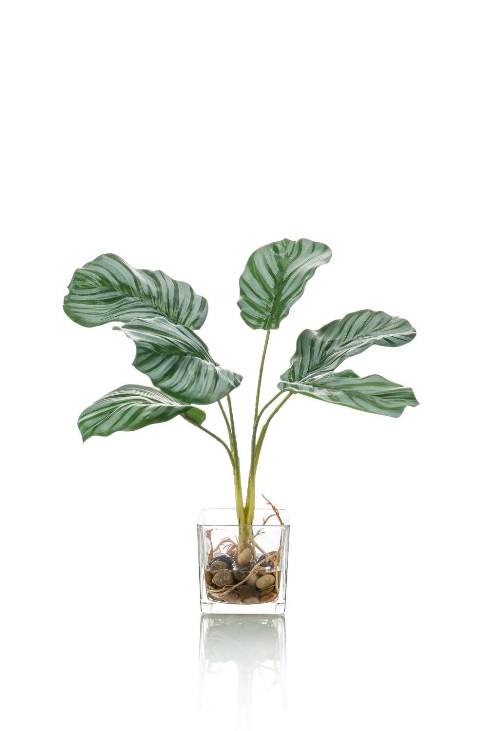 Künstliche Zimmerpflanze Deko Calathea Orbifolia AGINA im Glastopf, grün-weiß, 35cm Calathea (Calathea orbifolia), artplants, Höhe 35.0 cm