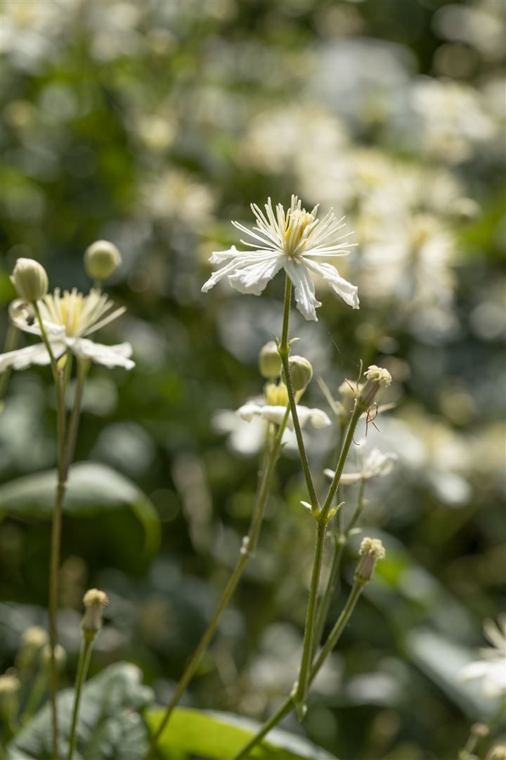 Pflanzen für Dich Kletterpflanze Clematis flammula, 1 St., Duft-Waldrebe, Brennende Waldrebe, weiße Blüten, duftend