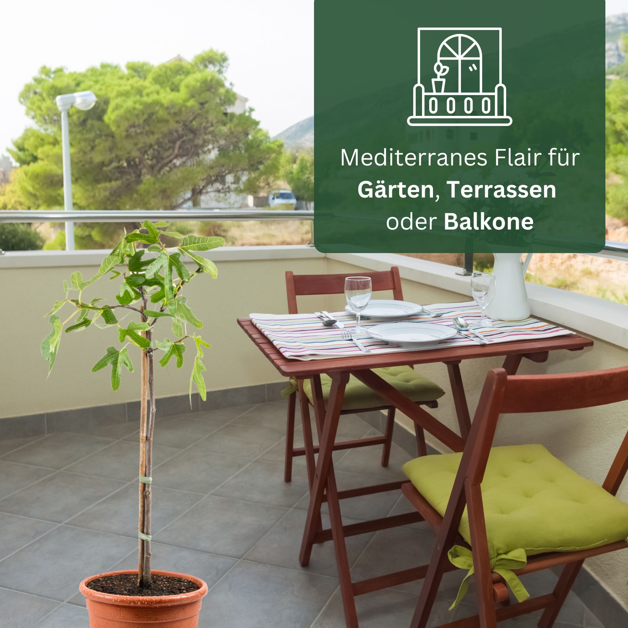 Meine Orangerie Feigenbaum Stämmchen - Ficus Carica "Bornholm" - Bornholmfeige, pflegeleicht und selbstbefruchtend, winterharte Feige in Gärtnerqualität – Bild 5 von 5