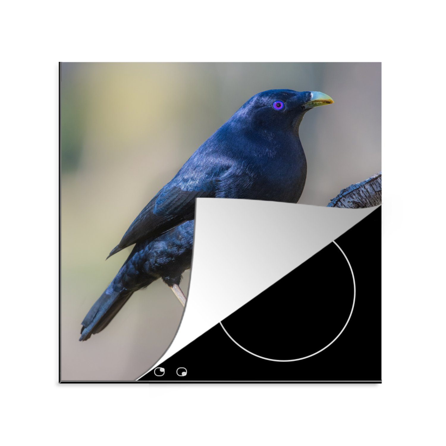 Blauer küche 78x78 Arbeitsplatte cm, tlg), Vinyl, MuchoWow Ceranfeldabdeckung, Zweig, Herdblende-/Abdeckplatte für (1 Laubenvogel einem auf