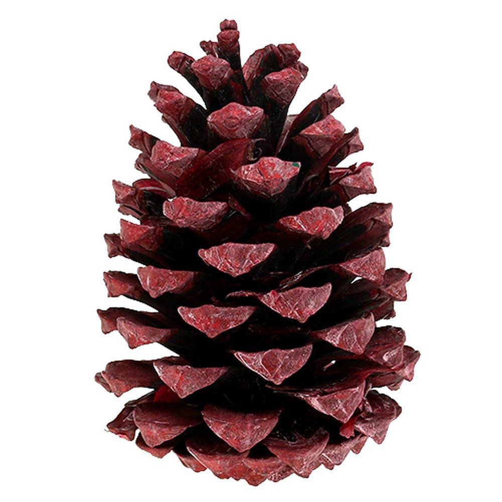 Trockenblume Maritima Zapfen Rot gefrostet 10-15cm - Deko, Basteln, 12 Stück, Viana, Höhe 15 cm