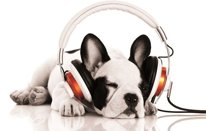 Bönninghoff Leinwandbild Hund mit Kopfhörer, (1 günstig online kaufen