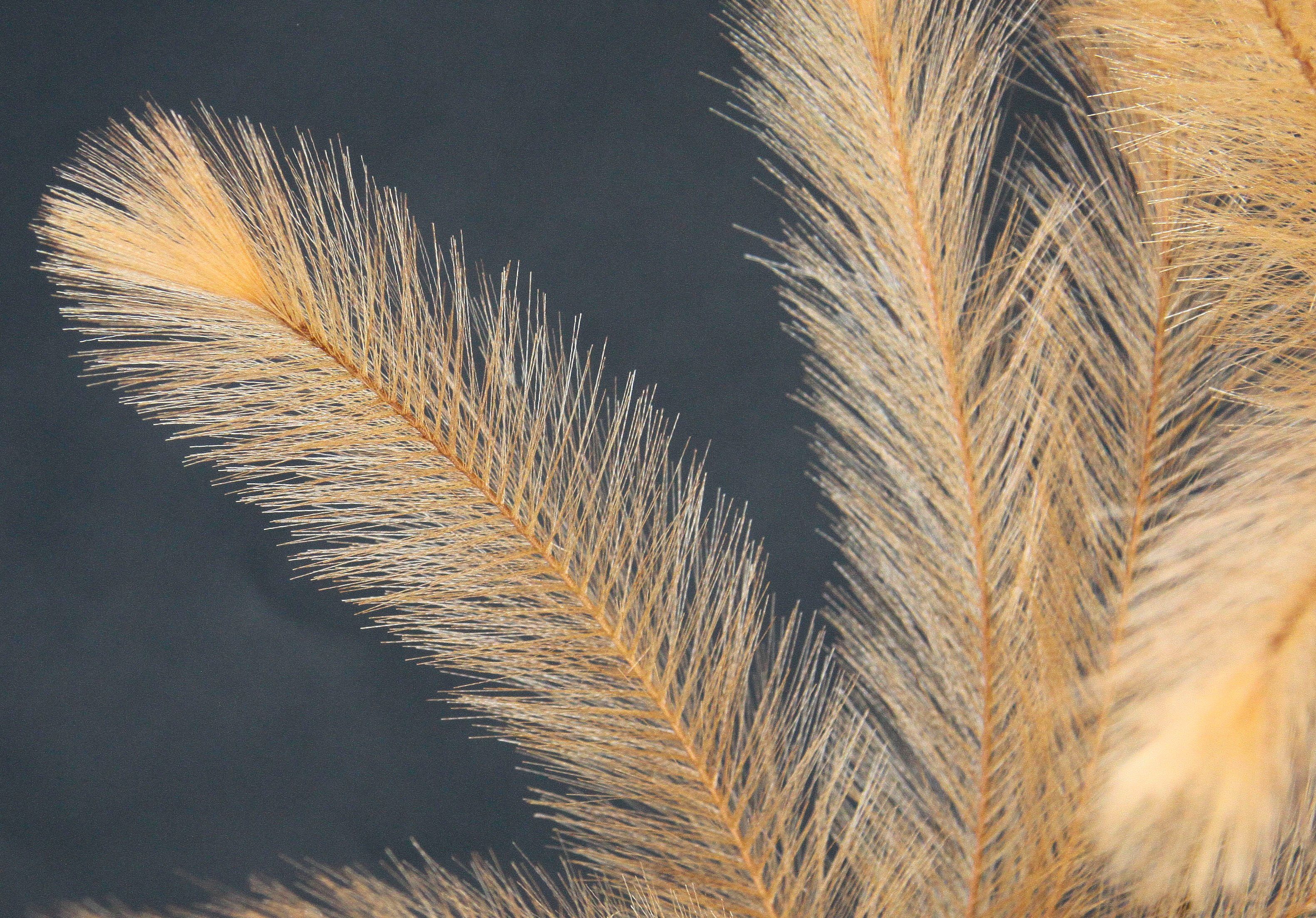 Kunstzweig Federzweig, I.GE.A., Höhe 80 cm, In Keramikvase
