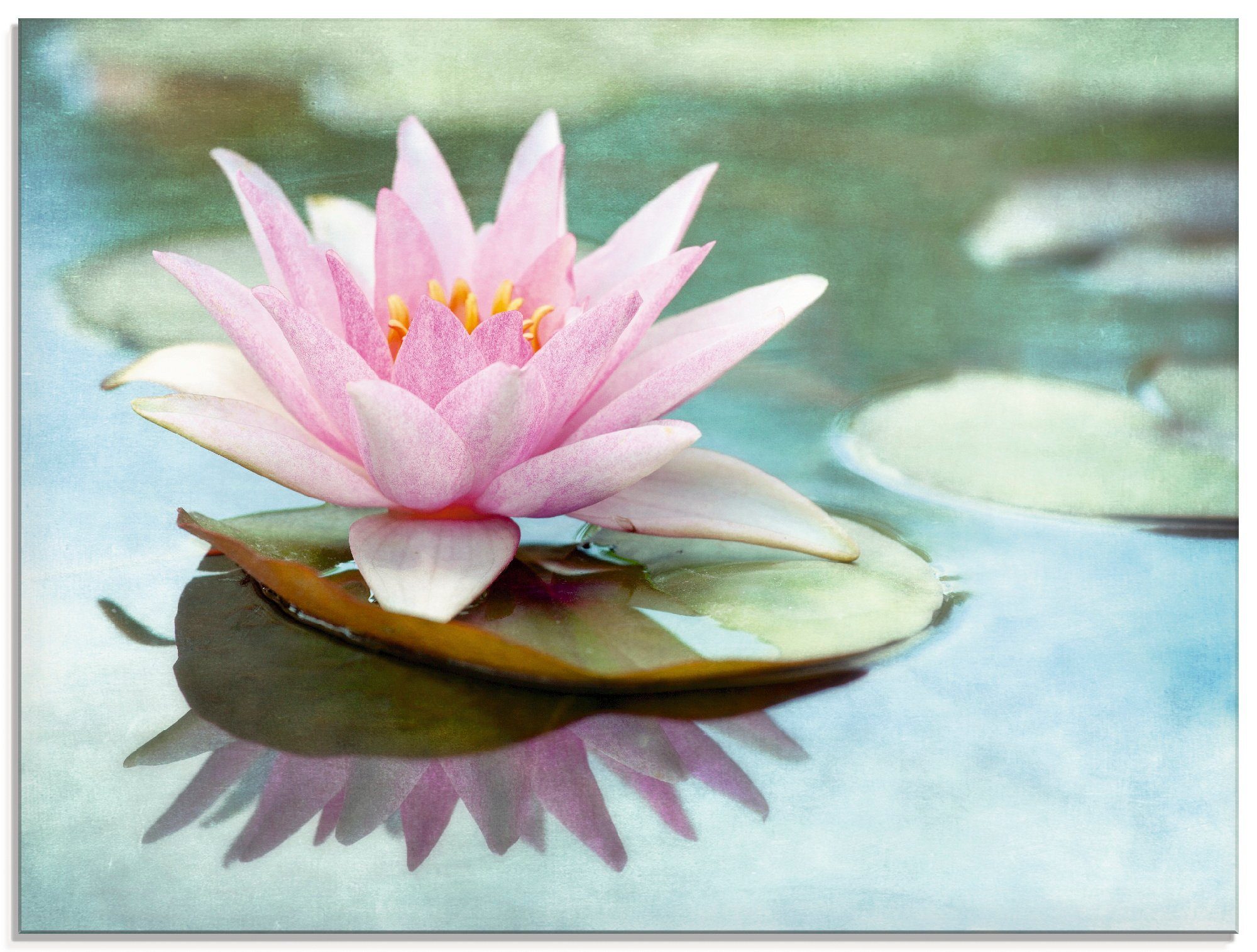 Artland Glasbild Rosa Seerose, Blumen (1 St), in verschiedenen Größen