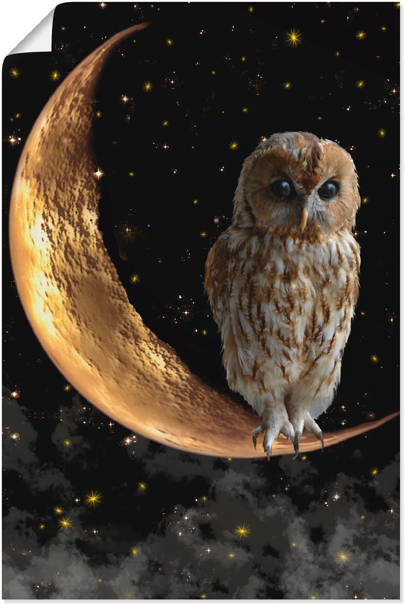 Artland Wandbild Nachteule, Vögel (1 St), als Alubild, Leinwandbild, Poster in verschied. Größen