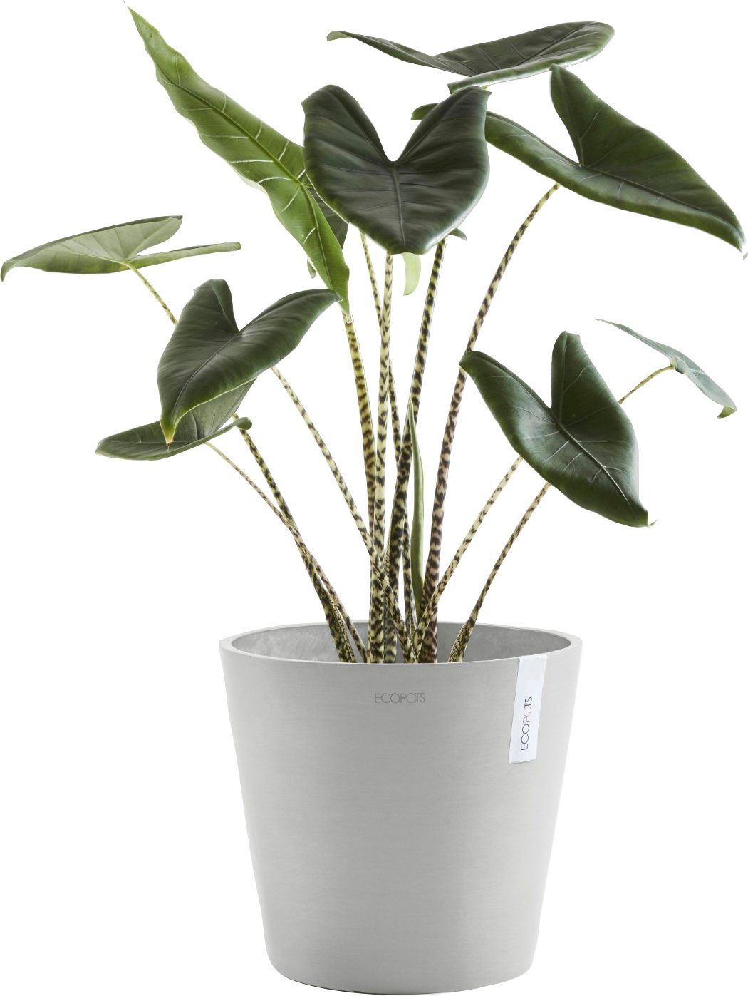 mit White 30x30x26 AMSTERDAM cm, BxTxH: Wasserreservoir ECOPOTS Blumentopf Gre,