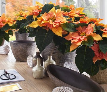 Dehner Blumentopf Kenia, Keramik, braun, handgefertigter Übertopf für Zimmerpflanzen