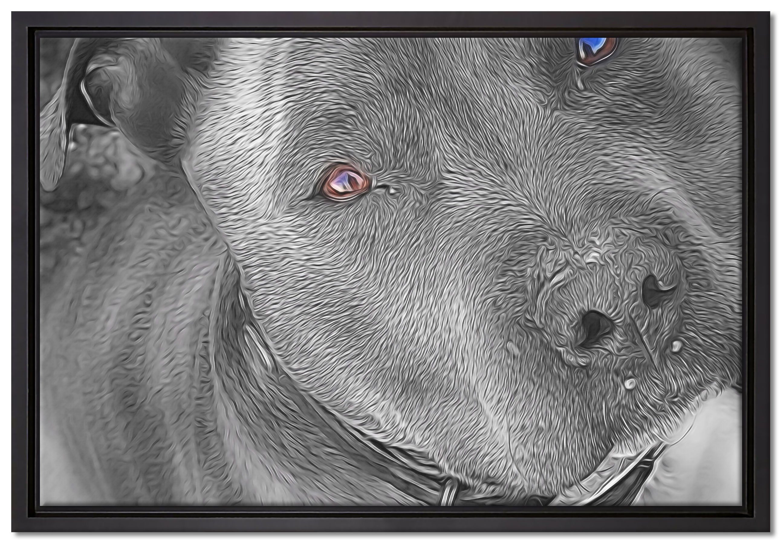 Pixxprint Leinwandbild wunderschöner Pit Bull Terrier, Wanddekoration (1 St), Leinwandbild fertig bespannt, in einem Schattenfugen-Bilderrahmen gefasst, inkl. Zackenaufhänger | Leinwandbilder