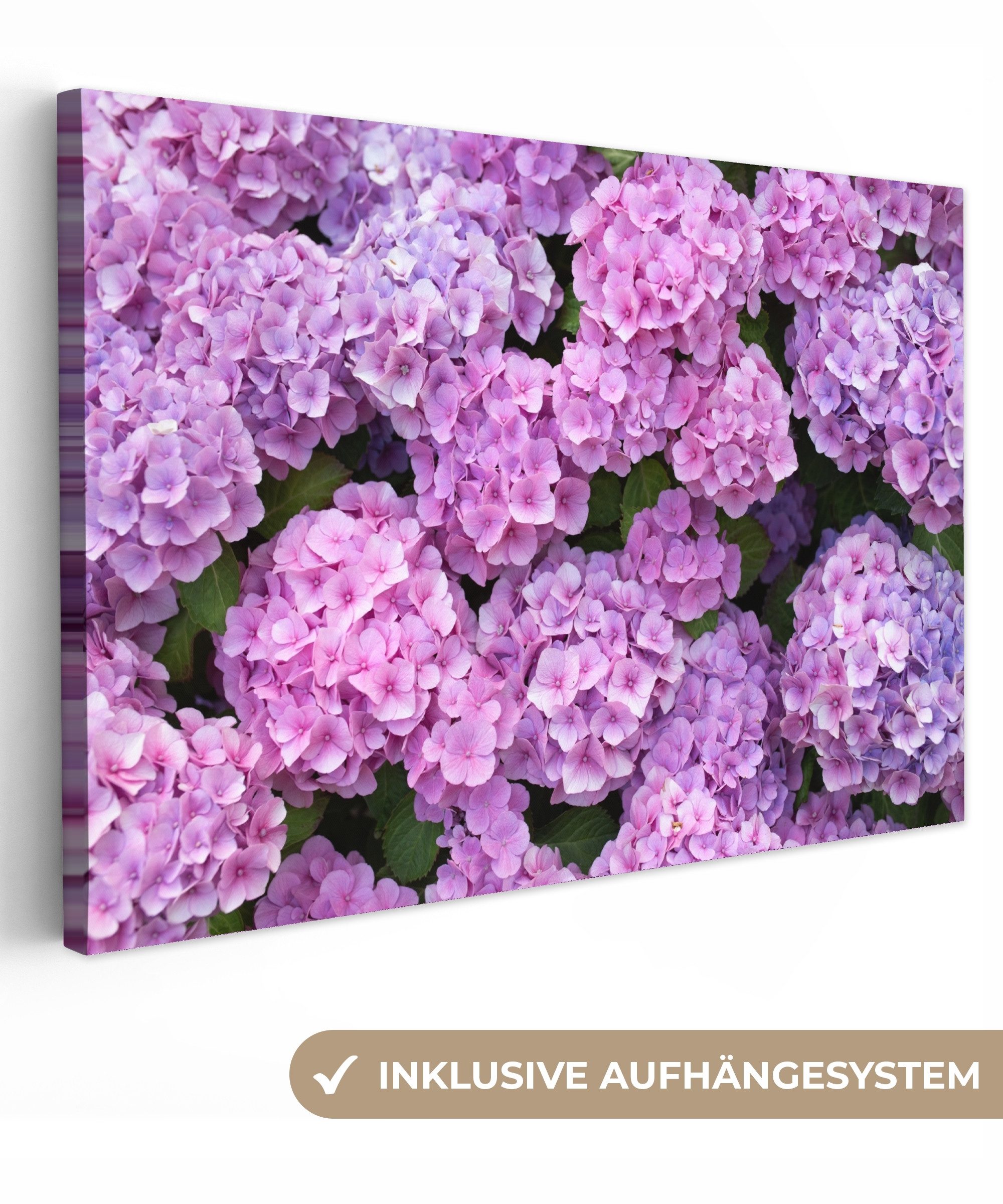 OneMillionCanvasses® Leinwandbild Blumen - Hortensie - günstig online kaufen