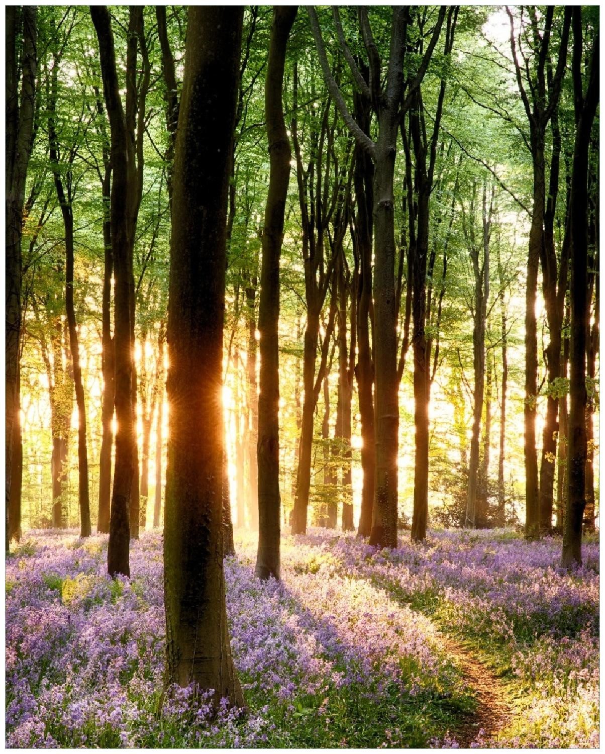 Wallario Poster, Blaue Hasenglöckchen im Wald mit Sonnenstrahlen, in verschiedenen Ausführungen