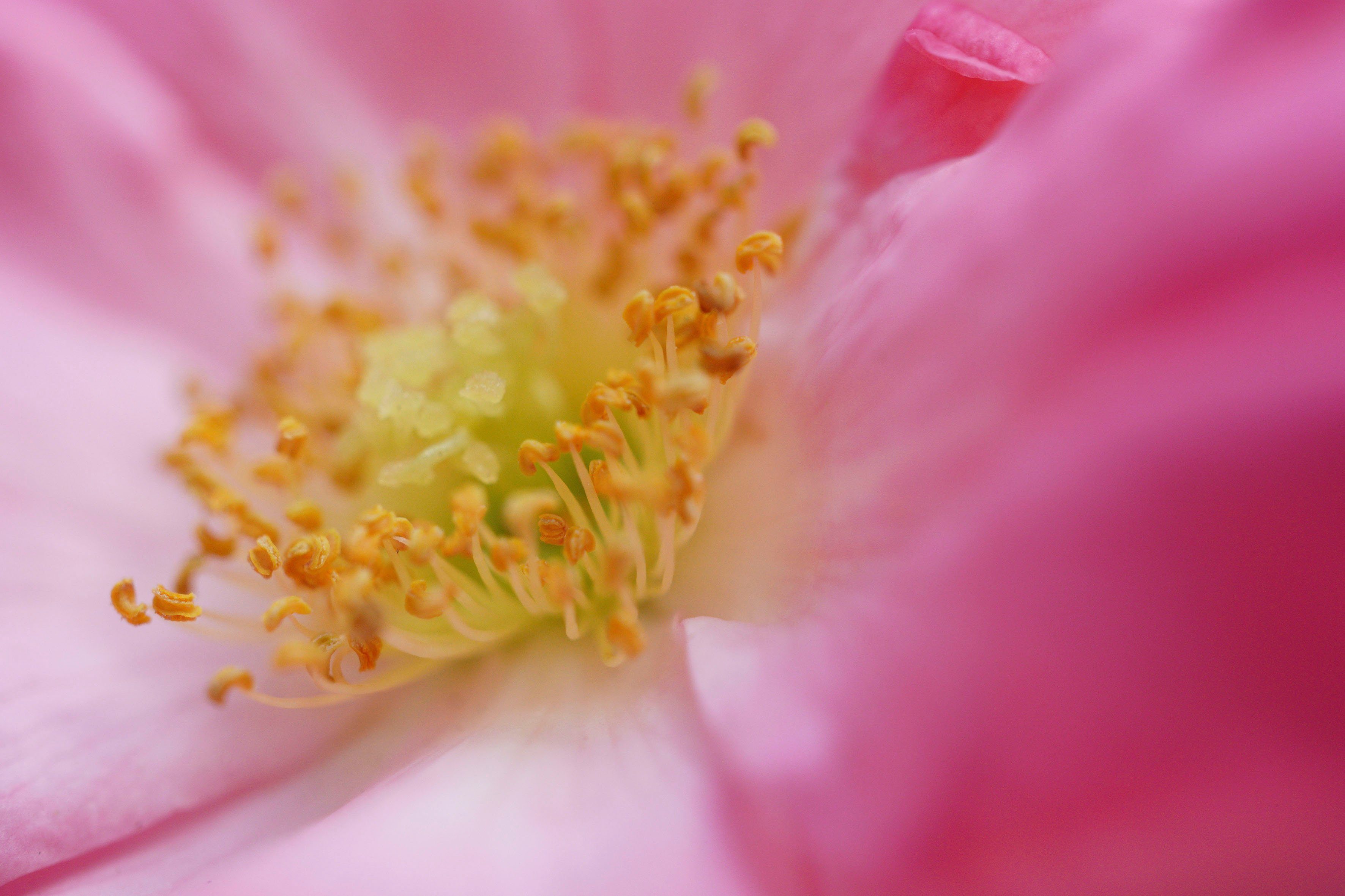 Sony SEL-30M35 E-Mount Super-Telezoom Objektiv, (E 70-350mm F4.5-6.3 G, OSS, APS-C)