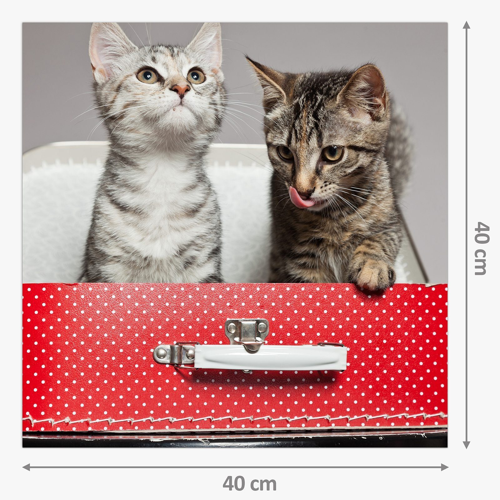 Spritzschutz Katzen Koffer Küchenrückwand im Glas Primedeco