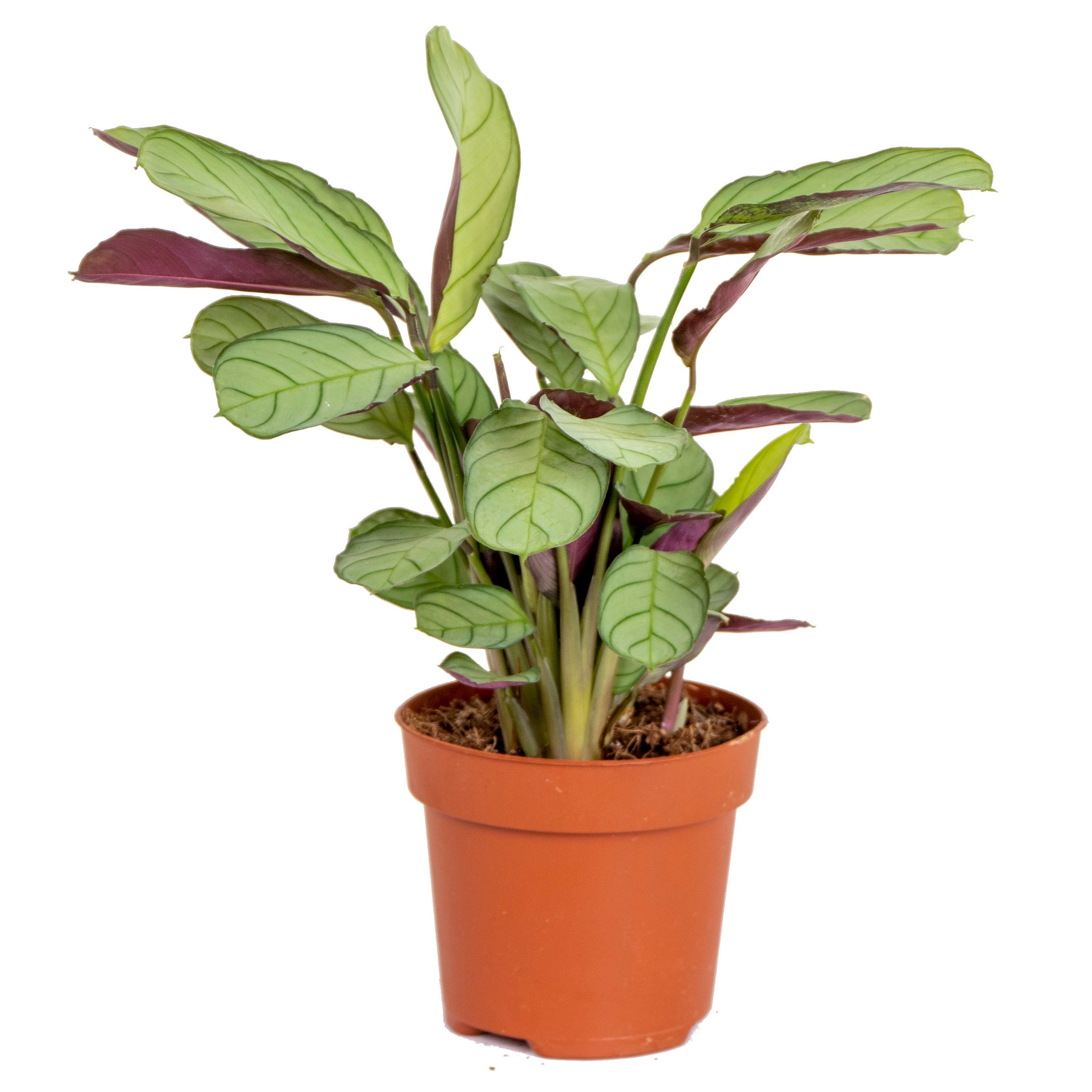 Bloomique Zimmerpflanze Ctenanthe Amagris, Kammmarante, Zimmerpflanze, 10-20 cm, Topf 12 cm, 1 St.