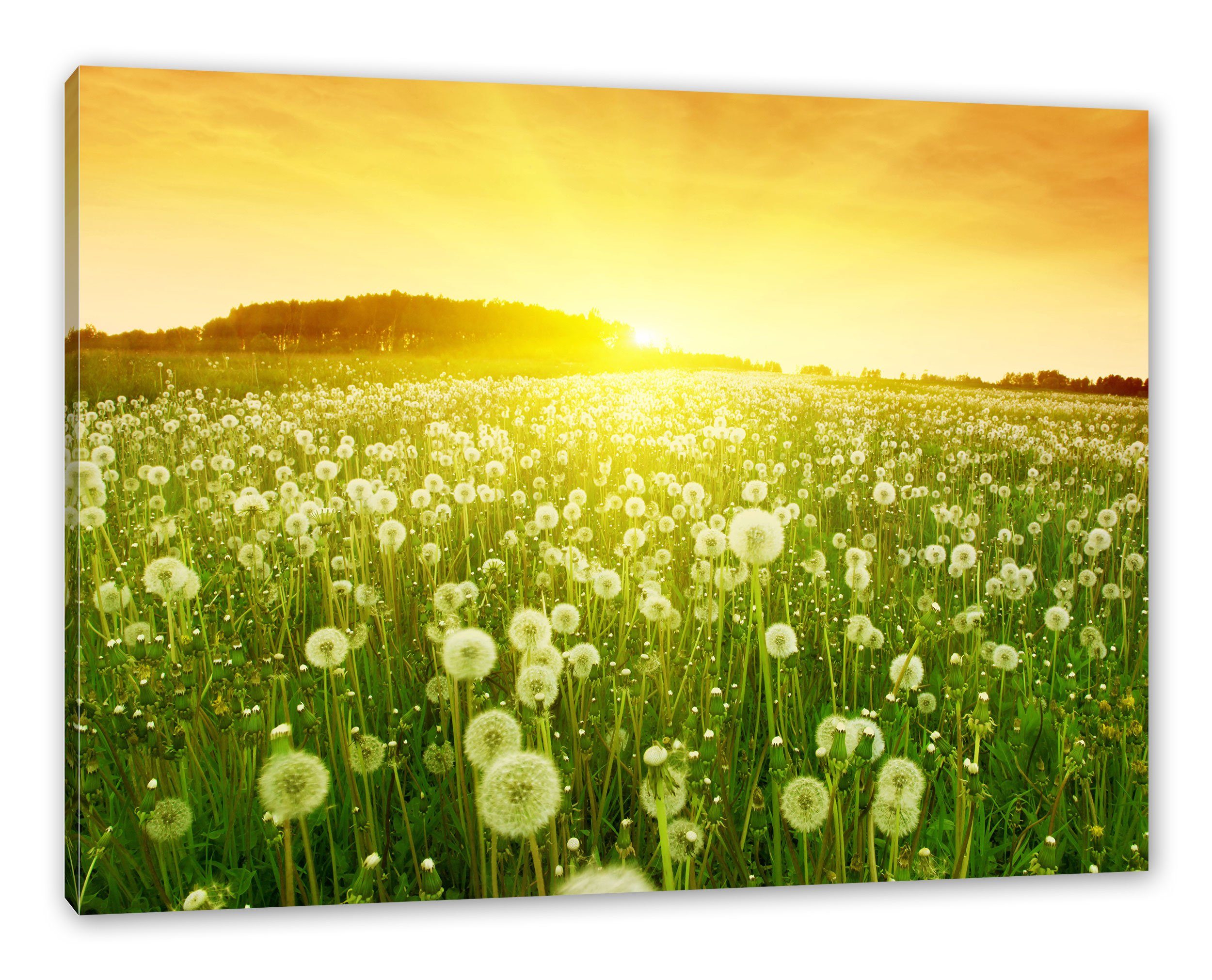 Pixxprint Leinwandbild Pusteblumen Sonnenuntergang, Pusteblumen Sonnenunter günstig online kaufen