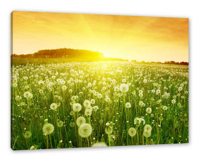 Pixxprint Leinwandbild Pusteblumen Sonnenuntergang, Pusteblumen Sonnenuntergang (1 St), Leinwandbild fertig bespannt, inkl. Zackenaufhänger