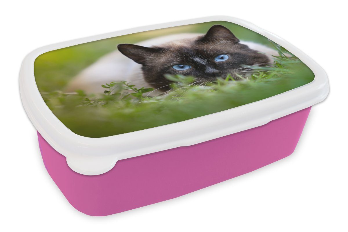 MuchoWow Lunchbox Katze - Gras - Porträt, Kunststoff, (2-tlg), Brotbox für Erwachsene, Brotdose Kinder, Snackbox, Mädchen, Kunststoff rosa