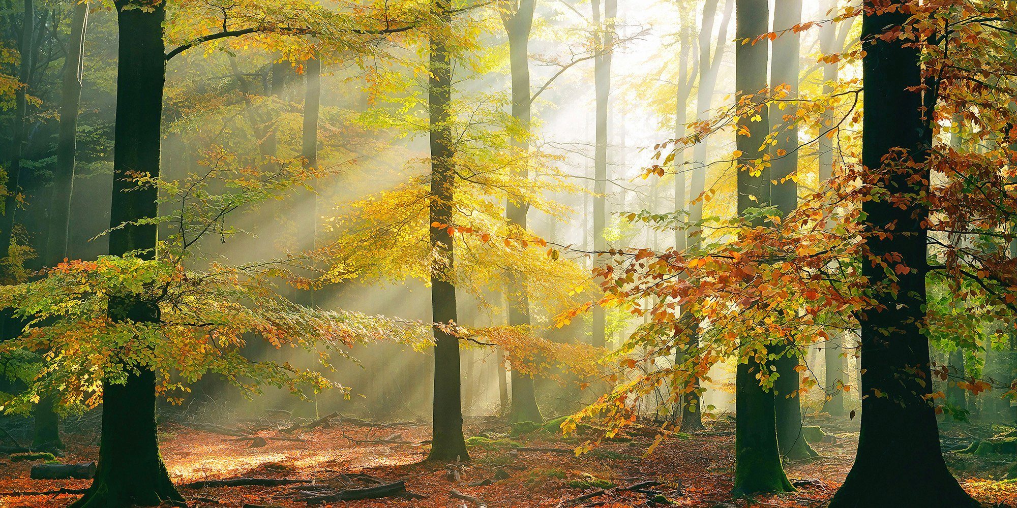 Architects Paper Fototapete Sinfonia della foresta, (Set, 5 St), Vlies, Wand, Schräge