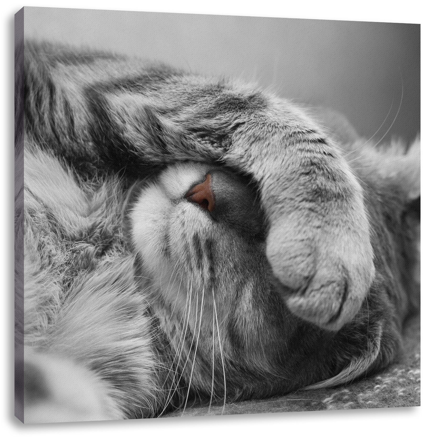 Pixxprint Leinwandbild niedliche Katze beim schlafen, niedliche Katze beim schlafen (1 St), Leinwandbild fertig bespannt, inkl. Zackenaufhänger