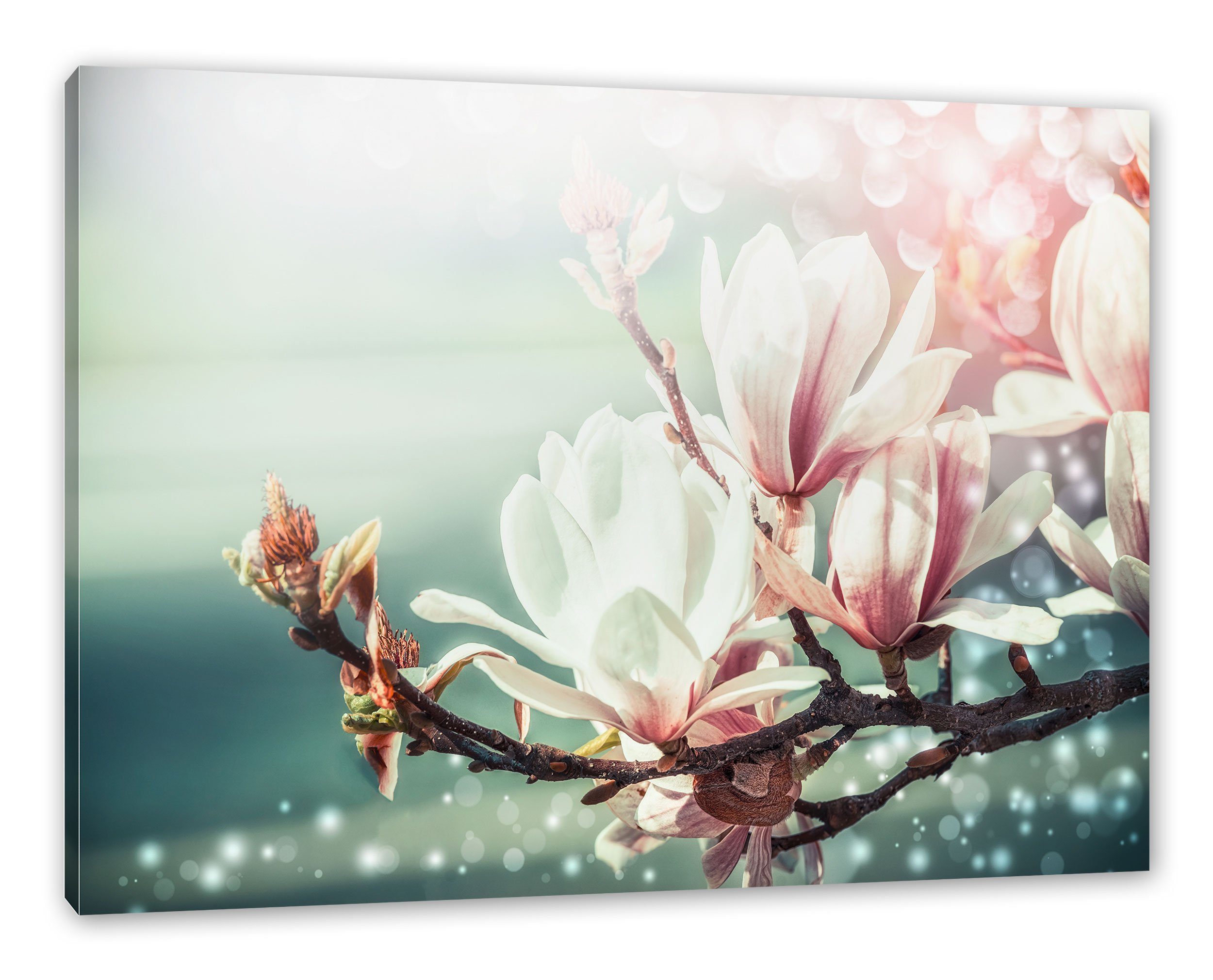 Pixxprint Leinwandbild Wunderschöne Magnolien Nahaufnahme, Wunderschöne Magnolien Nahaufnahme (1 St), Leinwandbild fertig bespannt, inkl. Zackenaufhänger