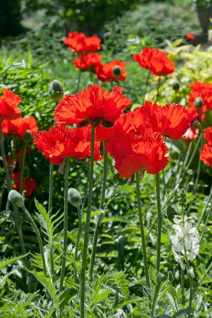 Pflanzen für Dich Staude Papaver orientale Rembrandt, 1 St., Türkenmohn, Orientalischer Mohn