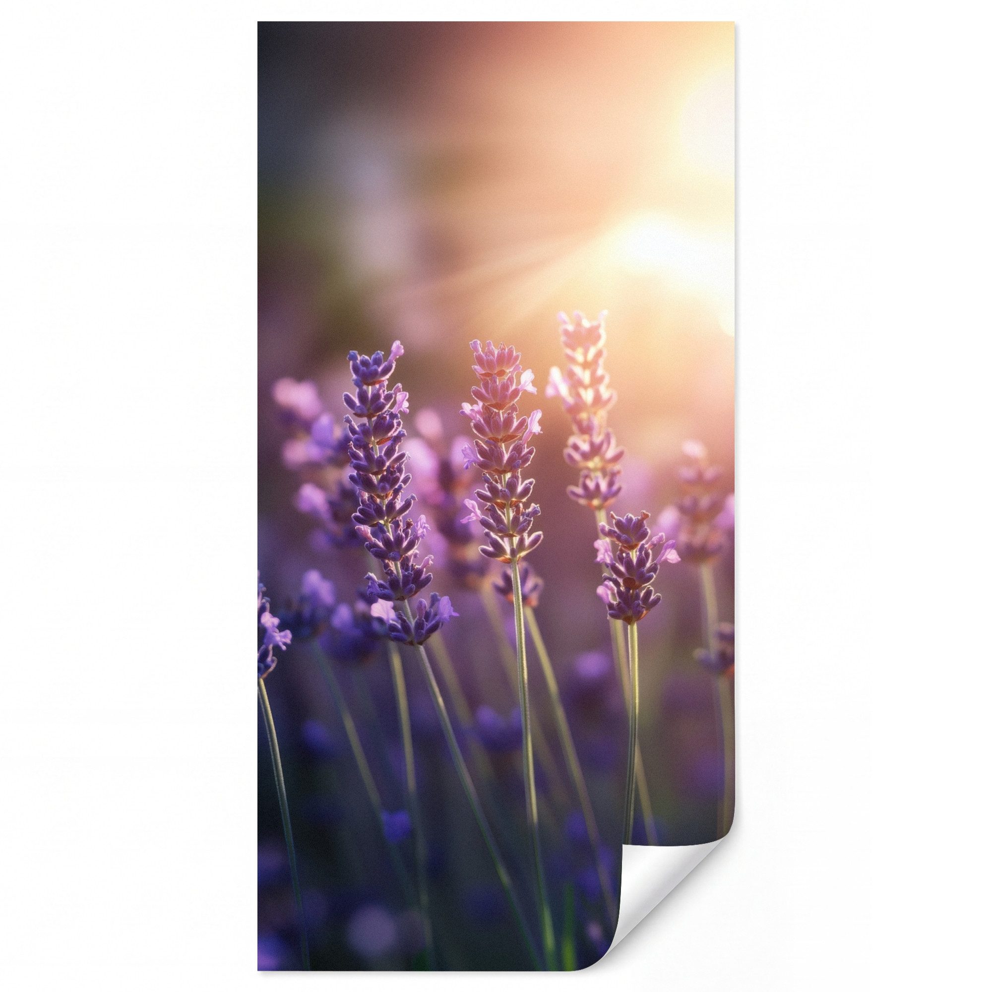 OnlyWow Fototapete Lavendelblüten - Lila - Sonnenlicht, Matt, bedruckt, Wandtapete, Schlafzimmer, Wanddekoration 100x220cm