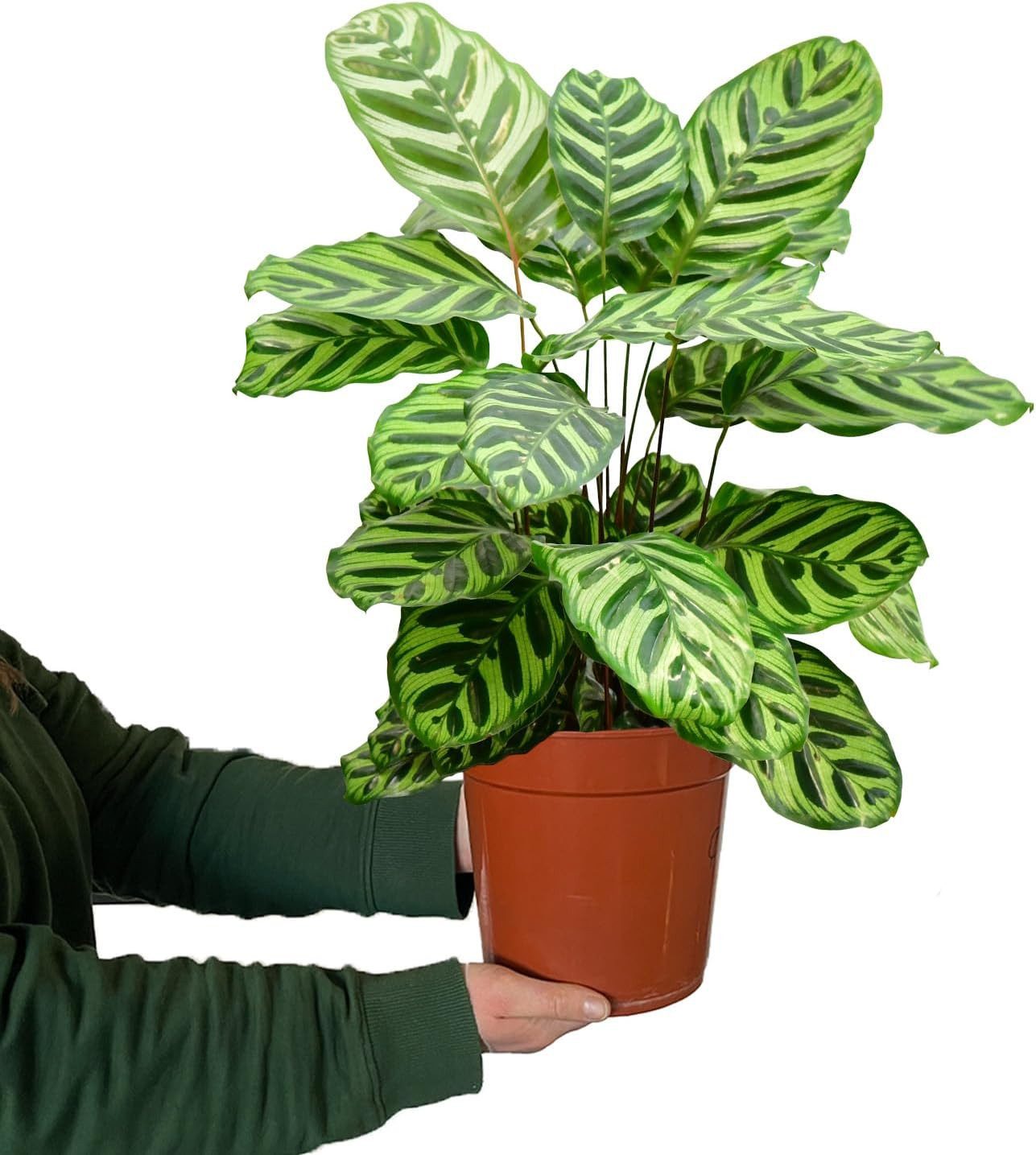 Green Me Up Zimmerpflanze Makoyana Magie, Wächst in Erde, Ungiftig für Tiere und Kinder