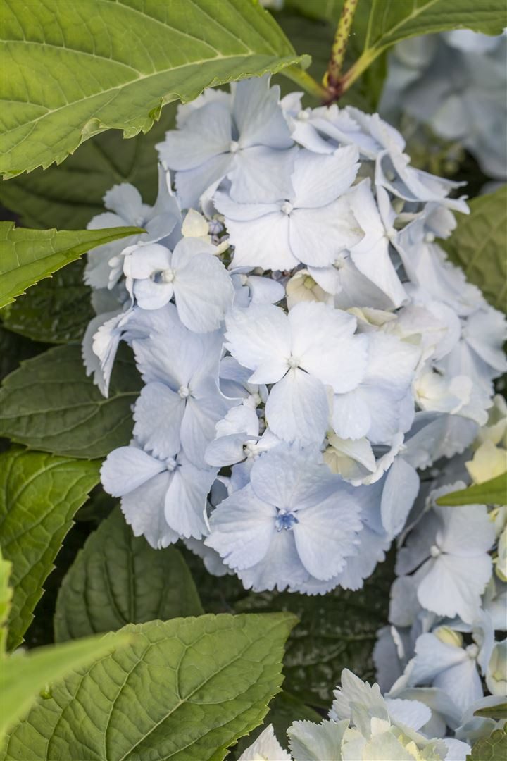 Pflanzen für Dich Gehölze Hydrangea serrata Blue Deckle, 1 St., Samt-Hortensie, Tellerhortensie
