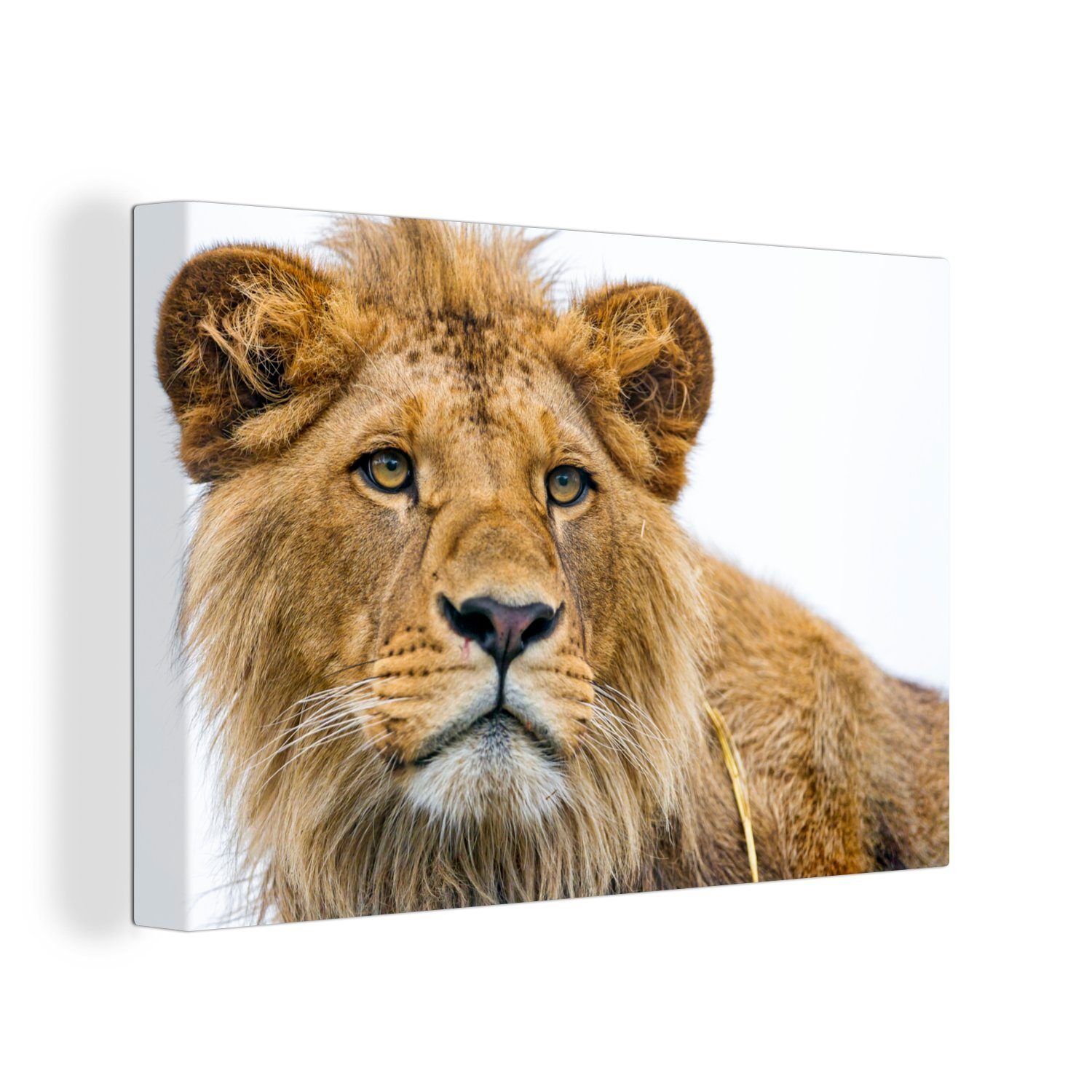 OneMillionCanvasses® Leinwandbild Löwe - Weiß - Porträt, (1 St), Wandbild Leinwandbilder, Aufhängefertig, Wanddeko, 30x20 cm