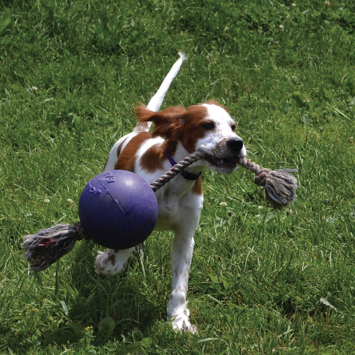 Holland Animal Care Tierball Hundespielzeug Romp-n-Roll blau