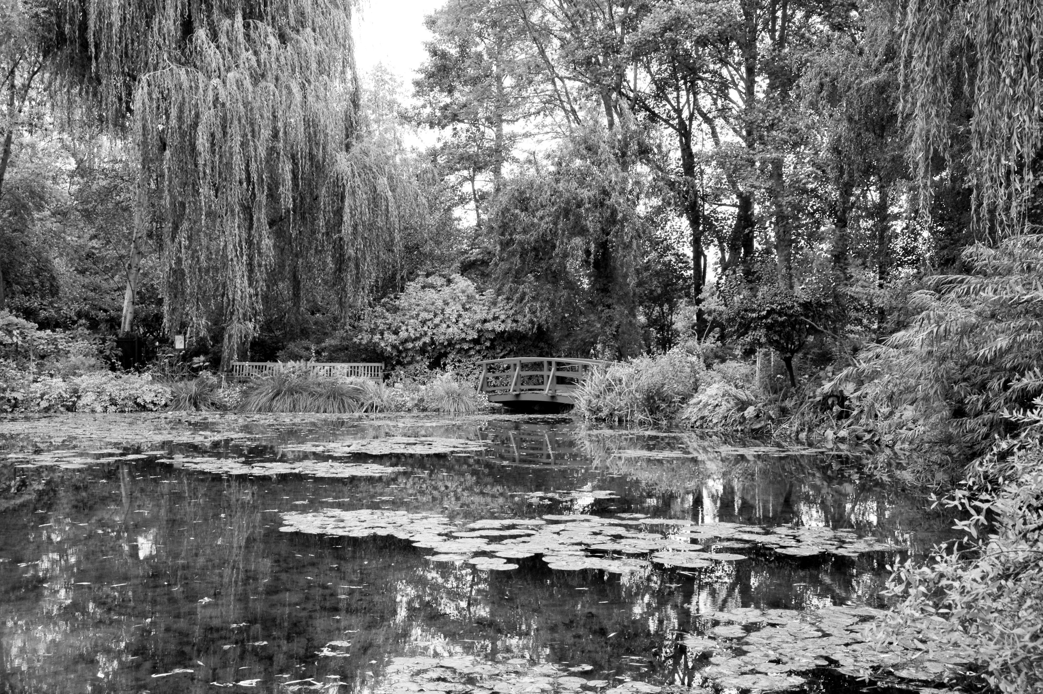 Fototapete Wald Schwarz & Weiß
