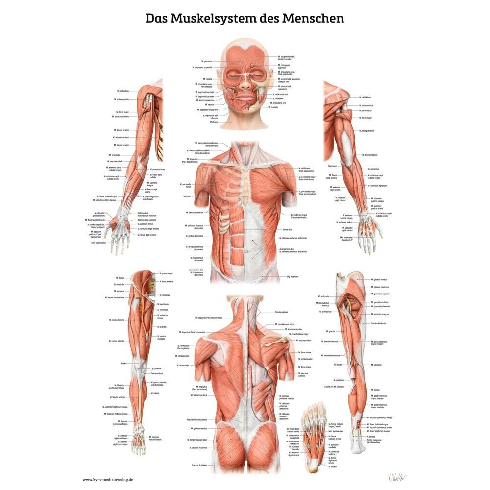 Poster Das Muskelsystem des Menschen