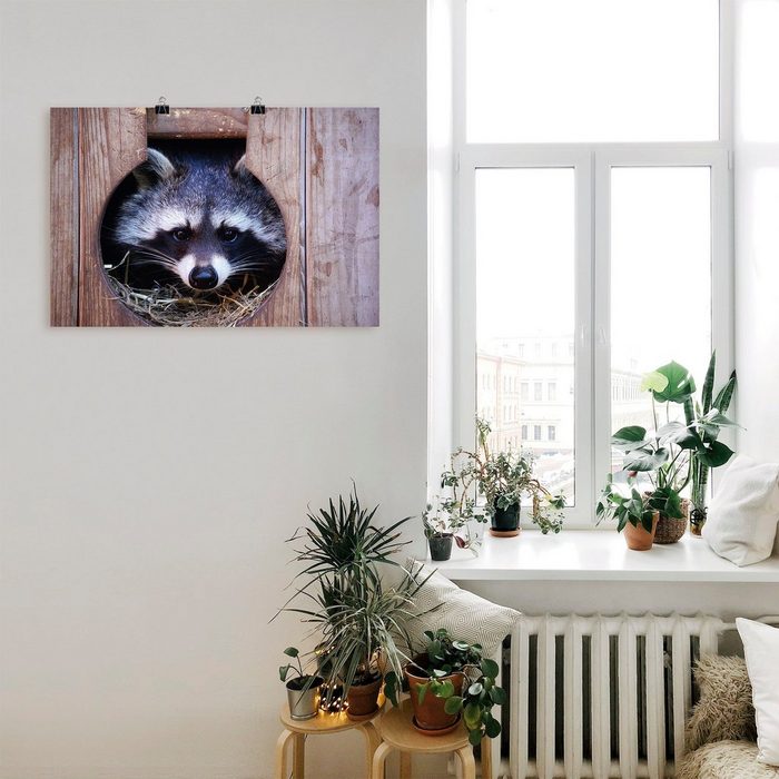 Artland Wandbild Niedlicher kleiner Waschbär Wildtiere (1 St) als Alubild Leinwandbild Wandaufkleber oder Poster in versch. Größen