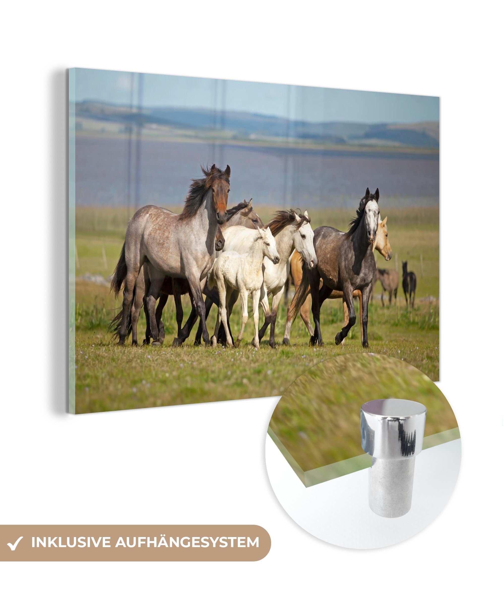 St), Gras, Wohnzimmer - Criollo - Pferde (1 & Herde Acrylglasbilder Acrylglasbild MuchoWow Schlafzimmer -