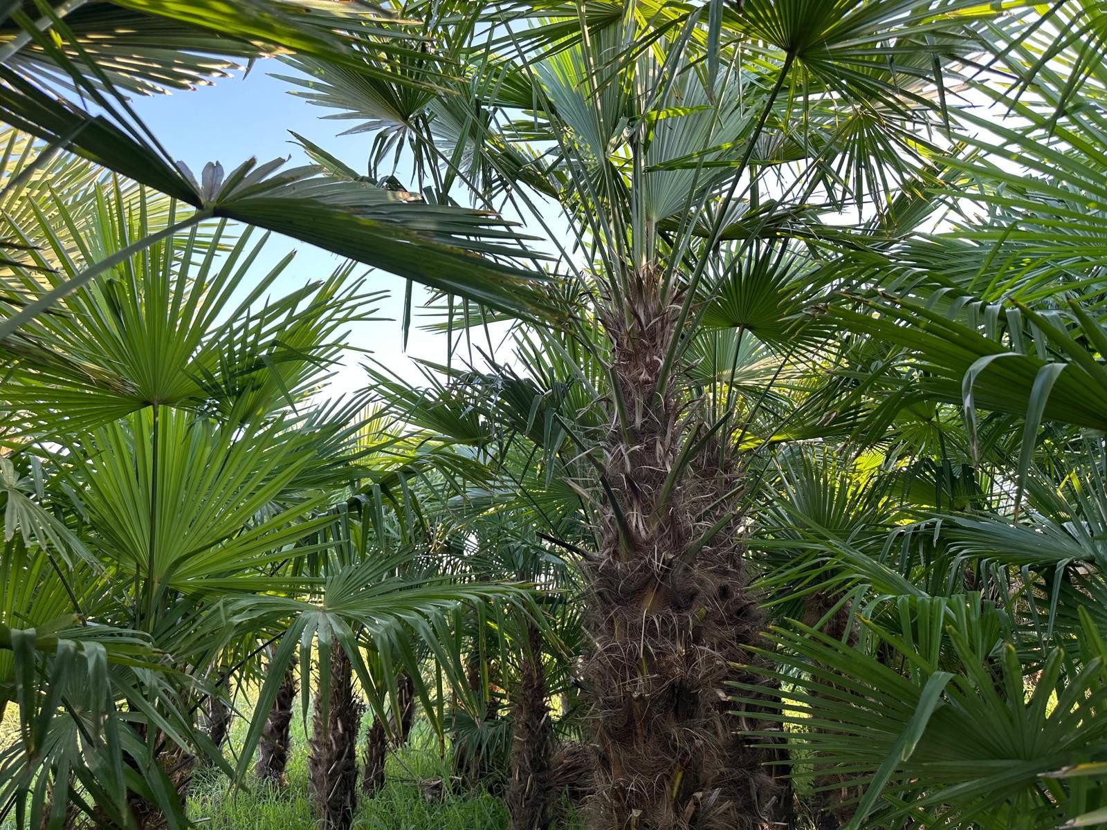Palms-Store Baum Palme Trachycarpus Fortunei ca. 250 cm Höhe Winterhart –19 °C, Lieferung im kräftigen Wurzelballen, sofort pflanzbereit