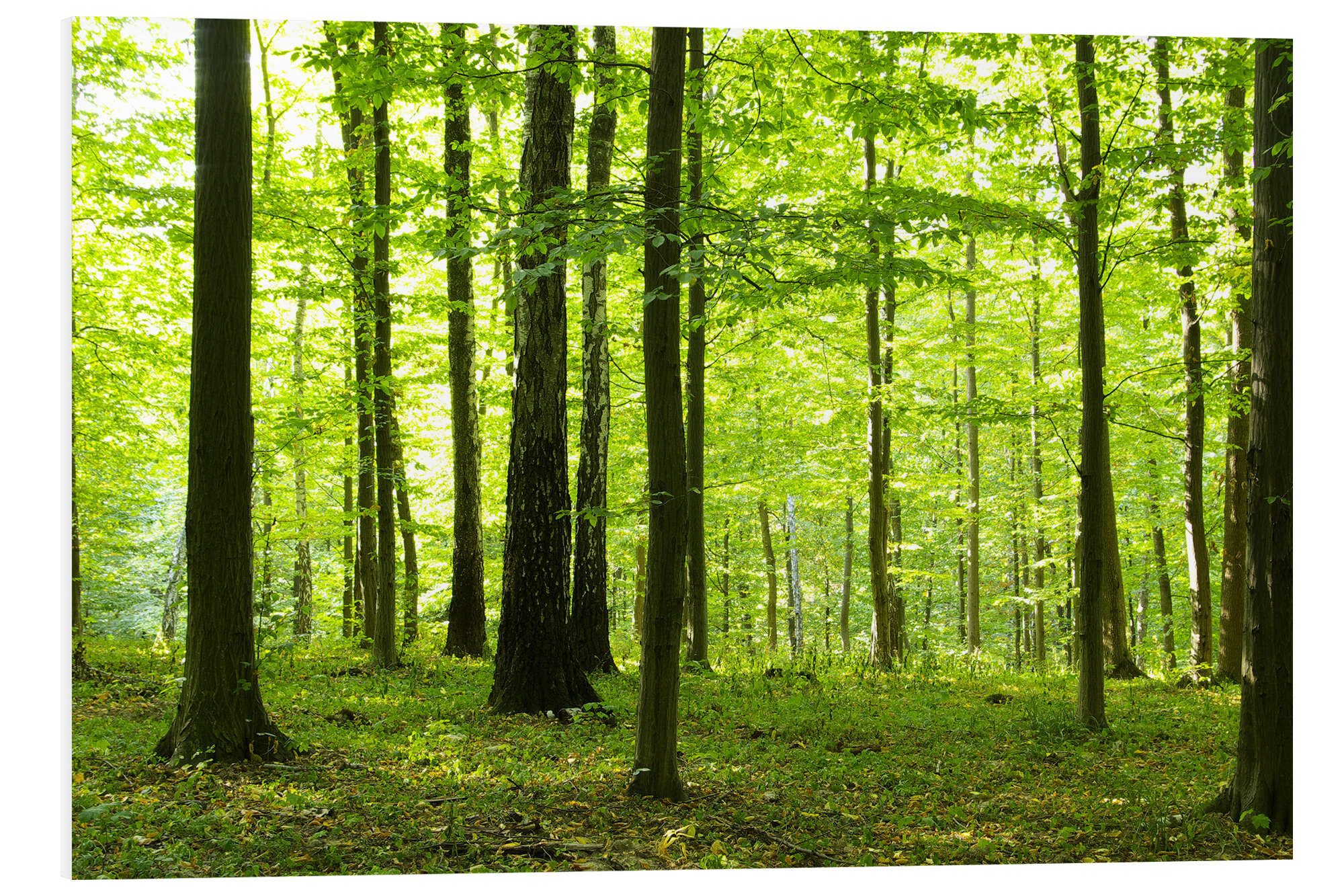 Posterlounge Forex-Bild Editors Choice, Sonnenlicht im grünen Wald, Fotografie