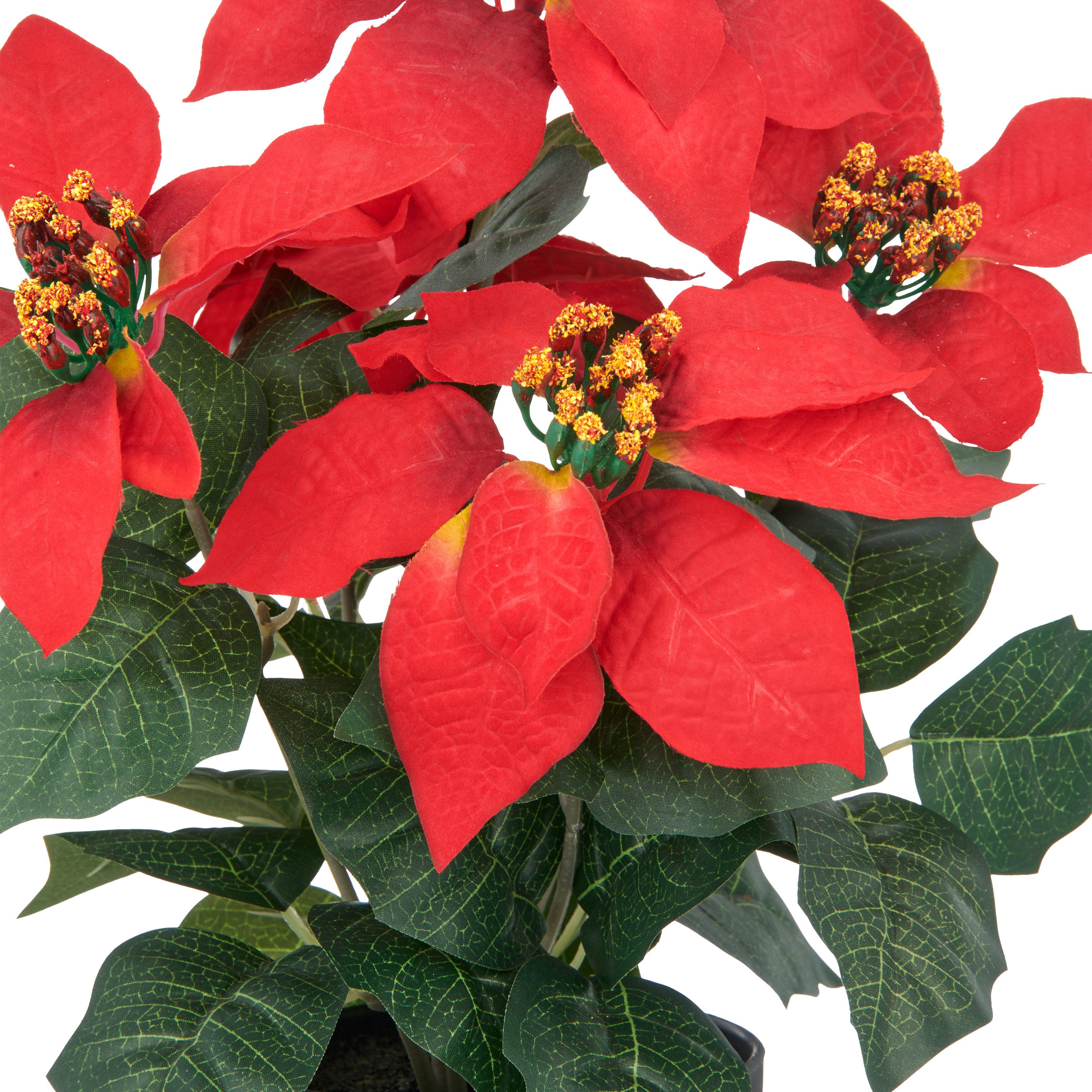 Kunstblume Weihnachtsstern, Creativ green, Höhe 23 cm, mit üppiger Blütenpracht