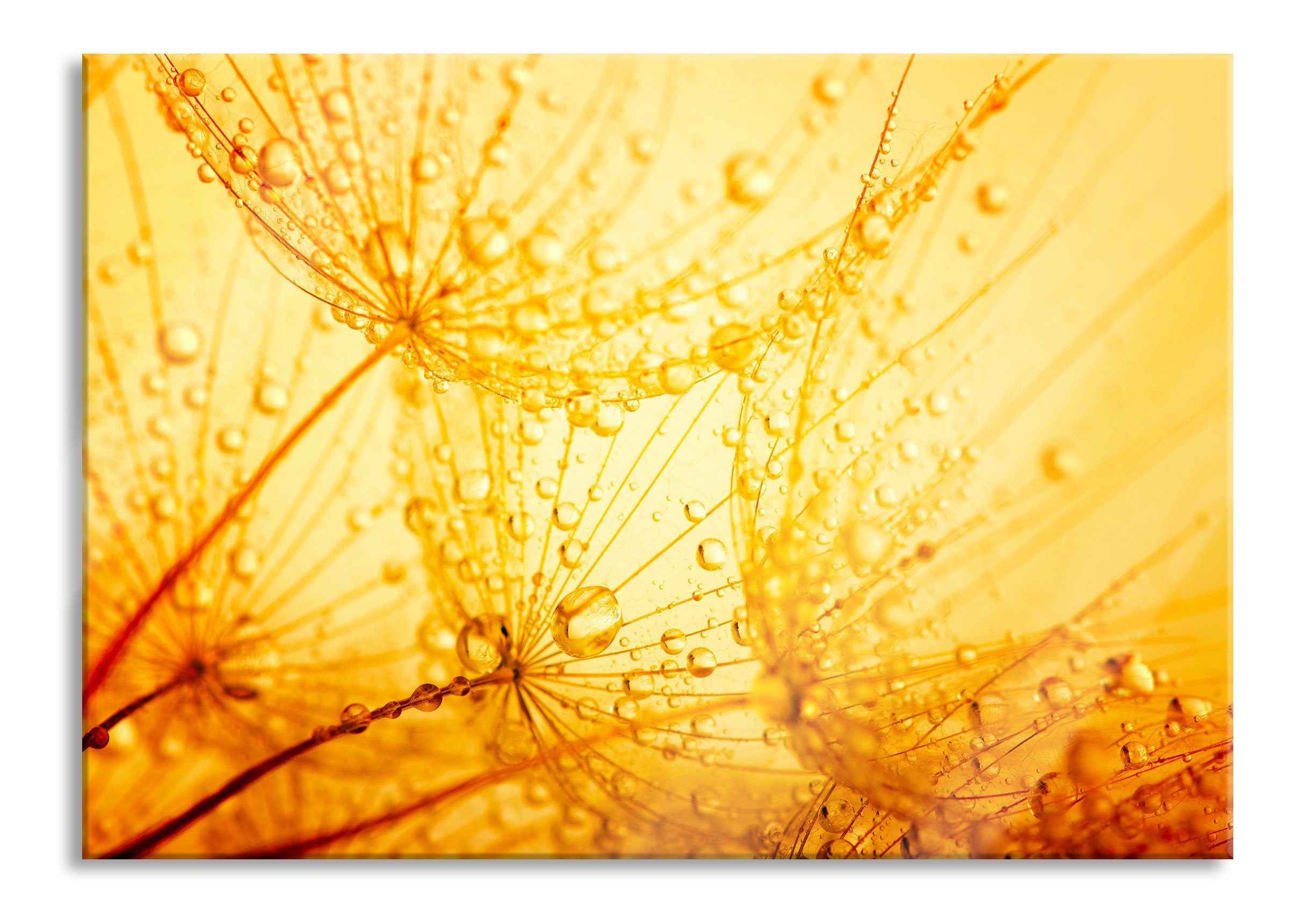 Pixxprint Glasbild Pusteblumen Tau, Pusteblumen Tau (1 St), Glasbild aus Echtglas, inkl. Aufhängungen und Abstandshalter