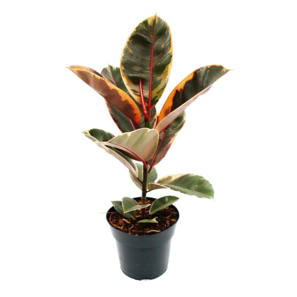 Exotenherz Zimmerpflanze Rotbunter Gummibaum - Ficus elastica "Belize" - 17 günstig online kaufen