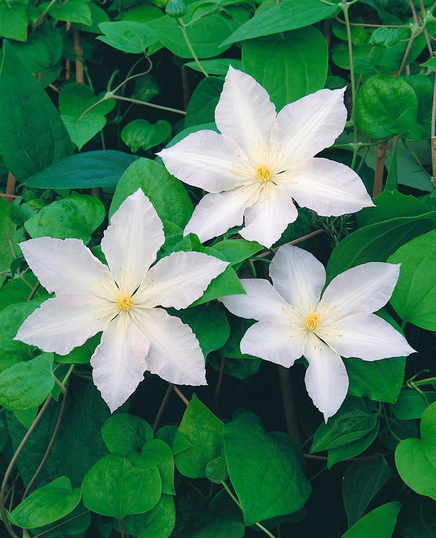 Pflanzen für Dich Kletterpflanze Clematis Hybride Apollonia, 1 St., Waldrebe, weißblühend, kletterpflanze