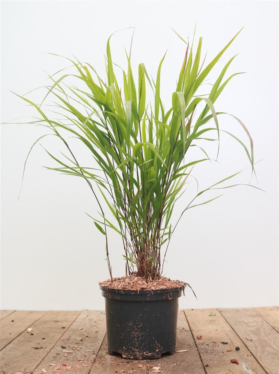 Pflanzen für Dich Травы Hakonechloa macra Greenhills, 1 St., Japanisches Berggras, Hakone-Gras, grün, überhängend