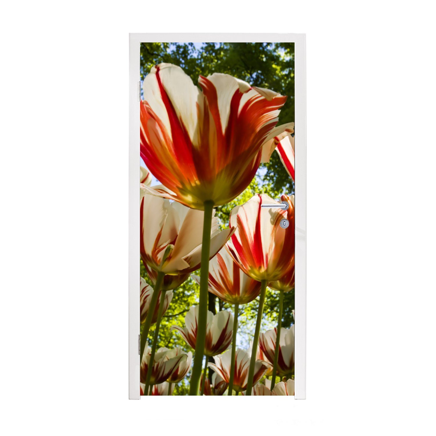 Tulpen, Tür, St), Türaufkleber, und cm für Ein (1 Garten bedruckt, roten Fototapete Matt, 75x205 mit weißen MuchoWow Türtapete