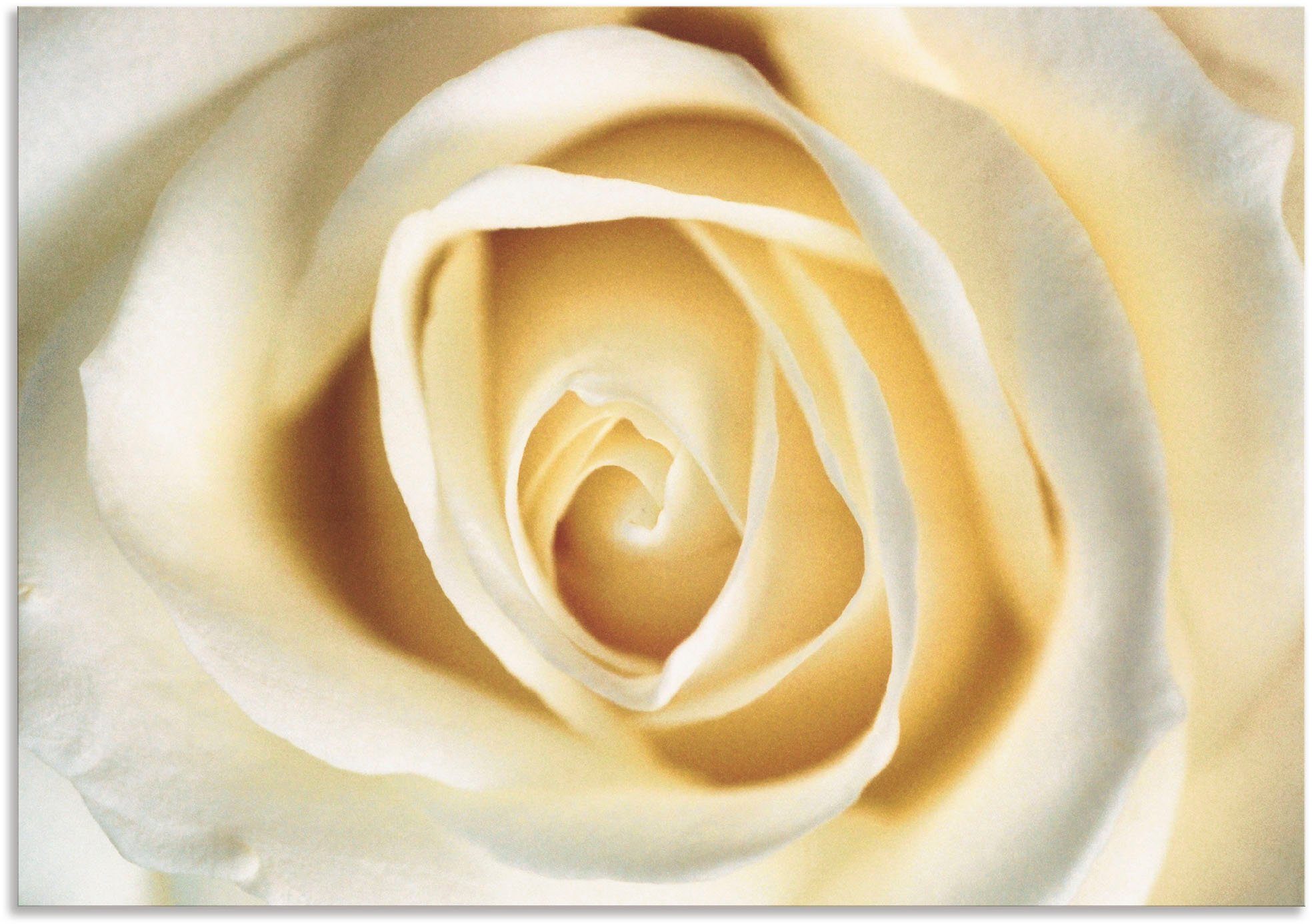 Artland Wandbild Weiße Rose, Blumen (1 St), als Alubild, Leinwandbild, Wandaufkleber oder Poster in versch. Größen