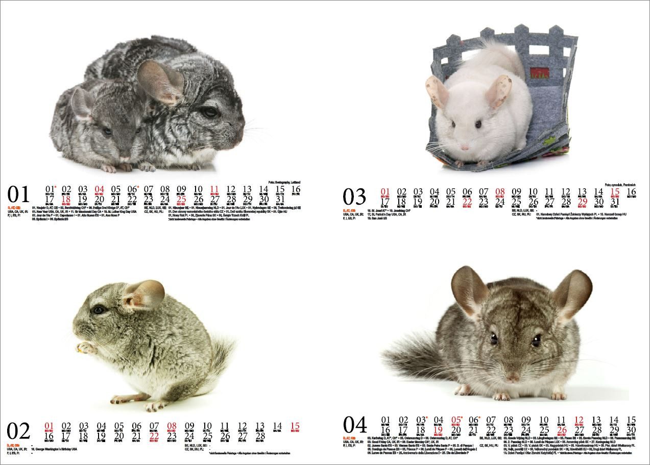 Thumbnail - Seelenzauber Wandkalender Chinchillazauber DIN A5 Kalender für 2026 Chinchilla - Seelenzauber