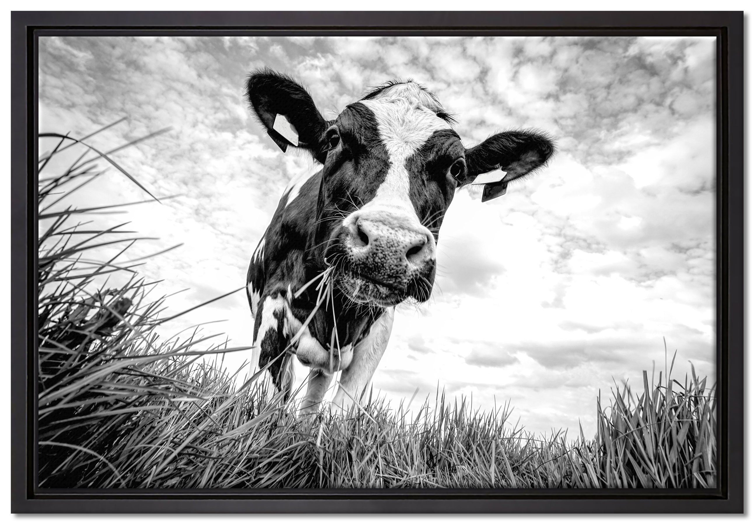 Pixxprint Leinwandbild Nahaufnahme Grasende Kuh auf Weide, Monochrome, Wanddekoration (1 St), Leinwandbild fertig bespannt, in einem Schattenfugen-Bilderrahmen gefasst, inkl. Zackenaufhänger