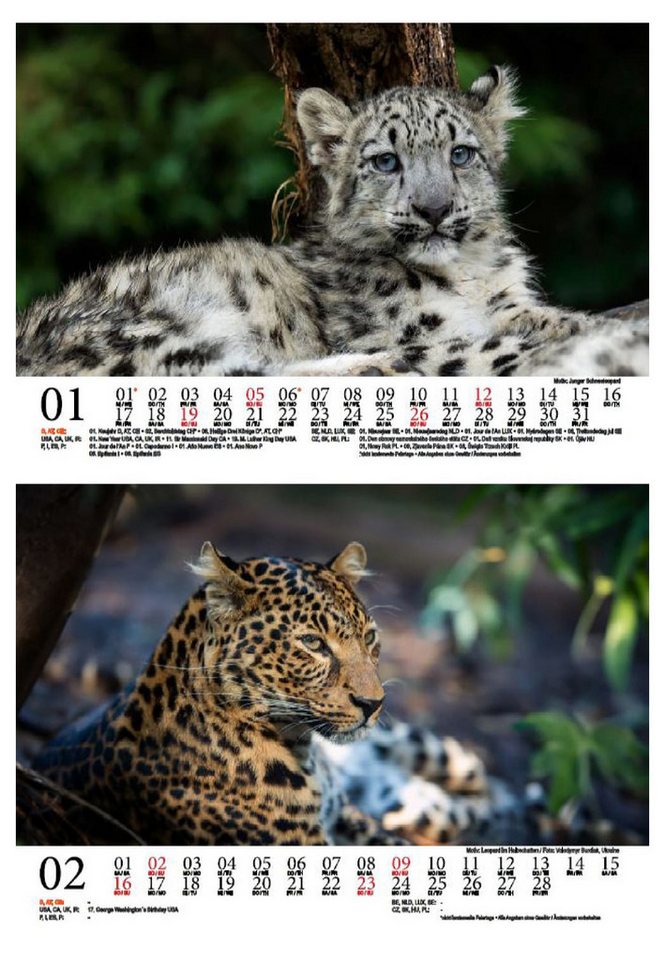 Thumbnail - Seelenzauber Tischkalender Leopardenzauber DIN A5 Kalender für 2025 Leopard Raubkatze