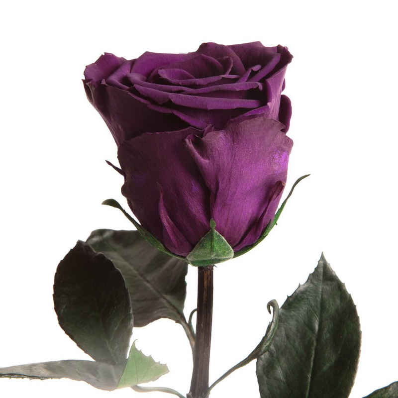Kunstblume Ewige Rose konserviert mit Stiel echte haltbare Rose Infinity Rose, ROSEMARIE SCHULZ Heidelberg, Höhe 30 cm, Liebesbeweis Geschenk für sie Rose