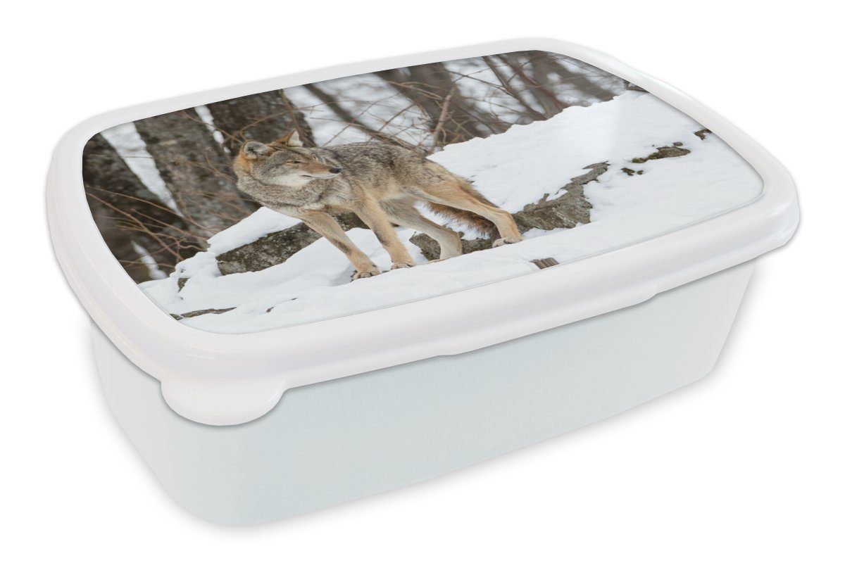 MuchoWow Lunchbox Wolf - Schnee - Wald, Kunststoff, (2-tlg), Brotbox für Kinder und Erwachsene, Brotdose, für Jungs und Mädchen weiß | Lunchboxen