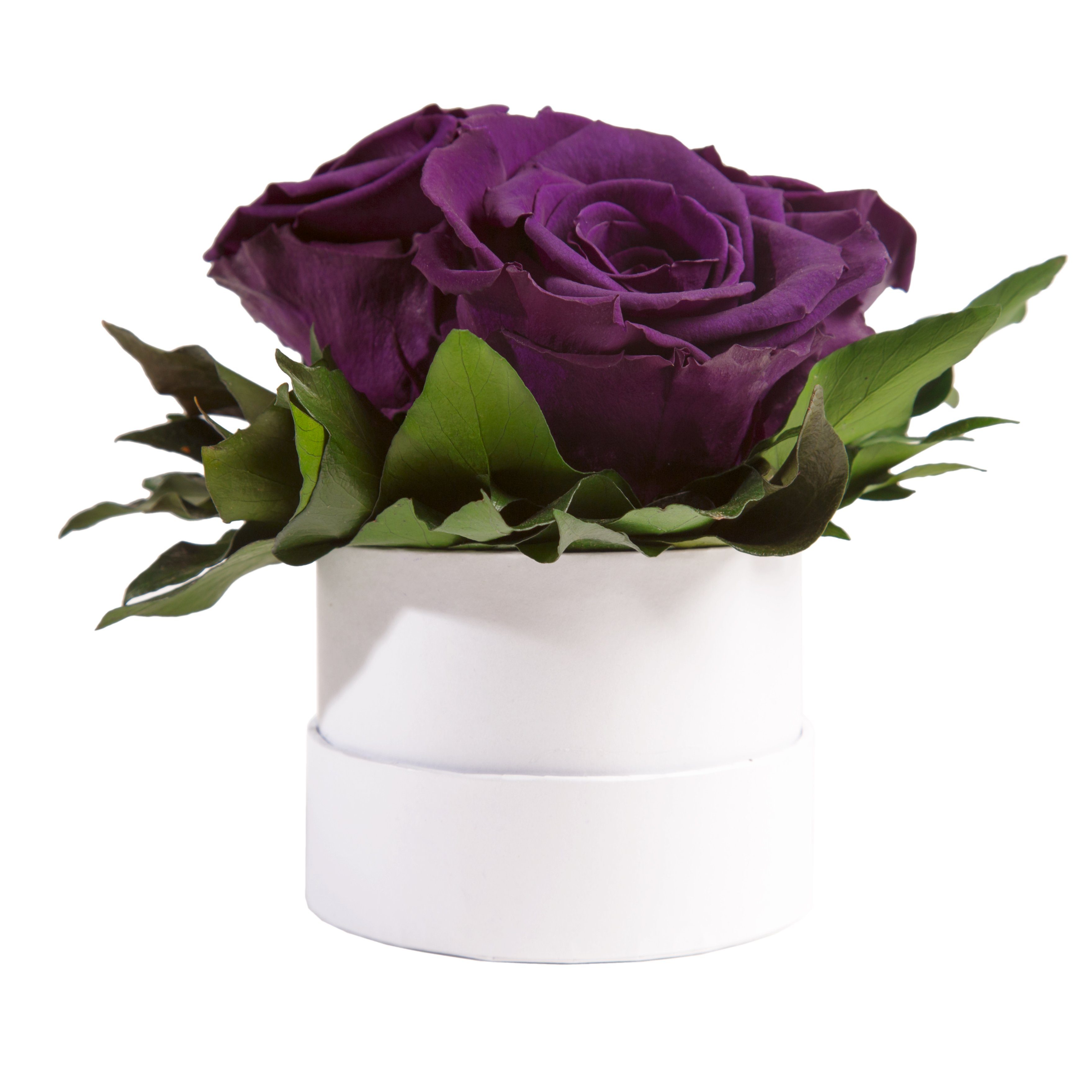 Kunstblume Infinity Rosenbox weiß rund 3 echte Rosen konserviert Rose, ROSEMARIE SCHULZ Heidelberg, Höhe 10 cm, Geschenk für Sie Rosen Dunkelviolett