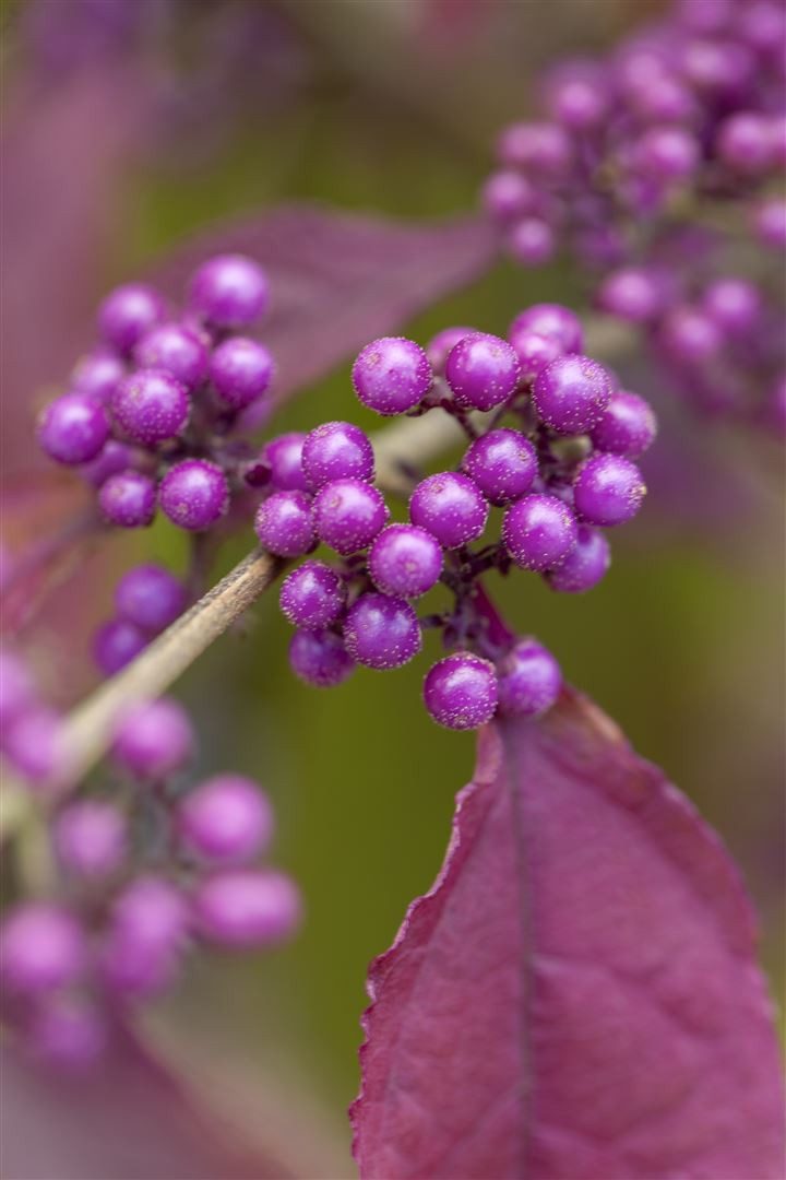 Pflanzen für Dich Gehölze Callicarpa bodinieri Profusion, 1 St., Schönfrucht, Liebesperlenstrauch