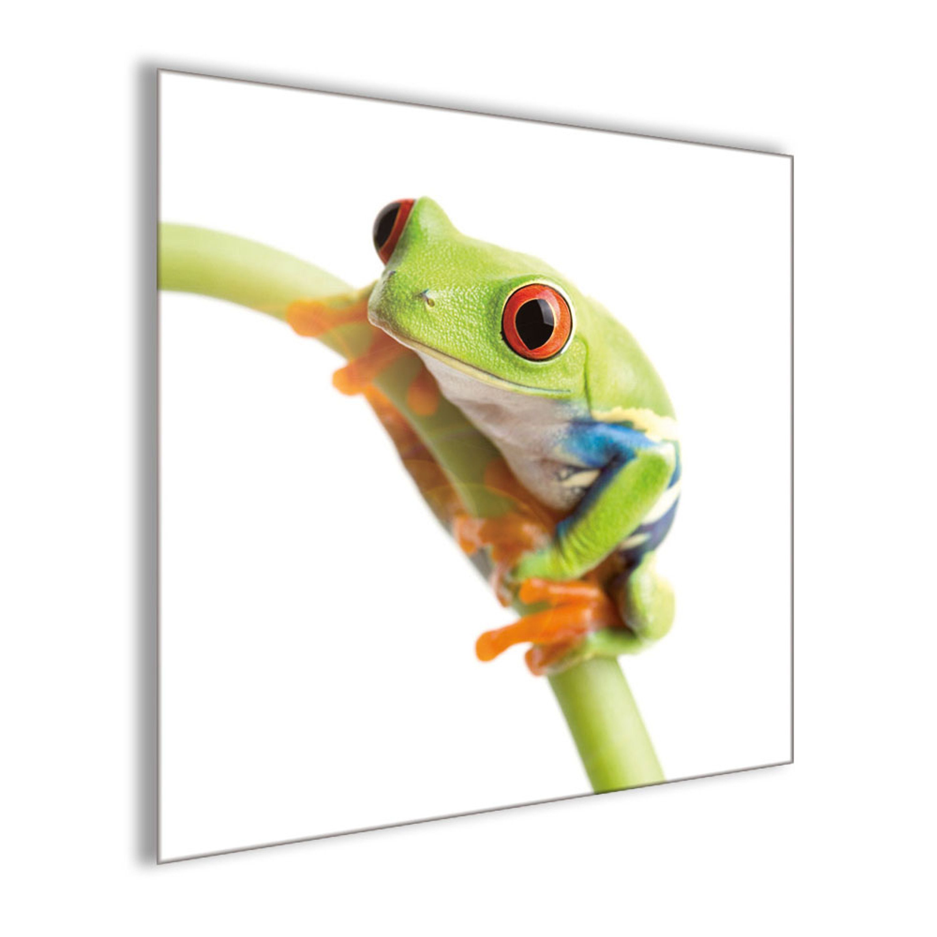 artissimo Glasbild Glasbild 30x30cm Grashalm Tiere: grün, Bild Frosch Frosch